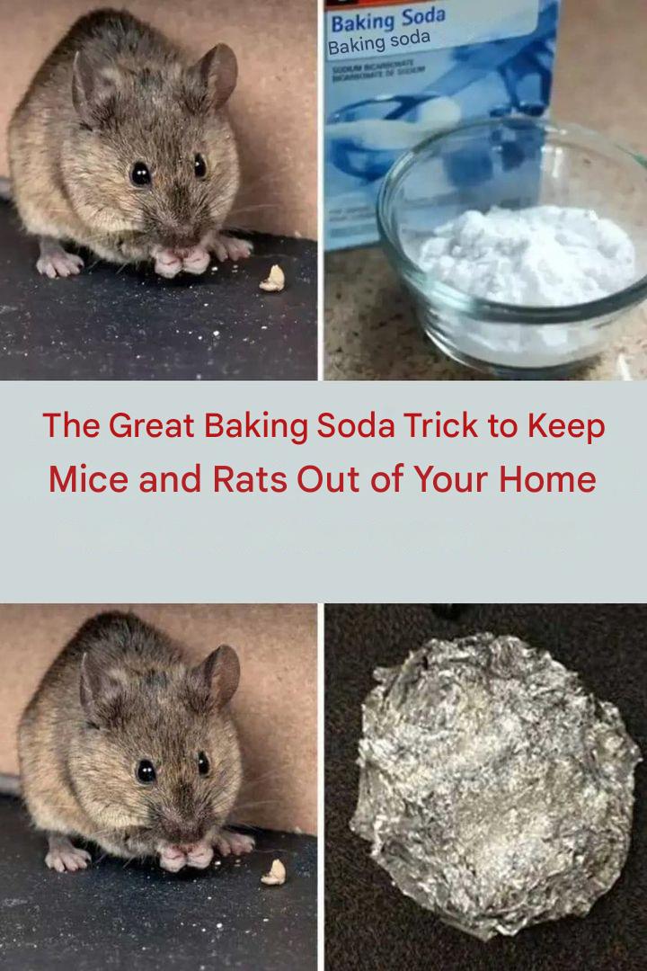 The Great Baking Soda Trick to Keep Mice and Rats Out of Your Home