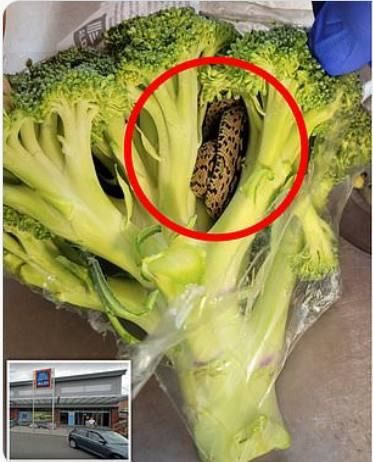 And then sees something moving near the stem