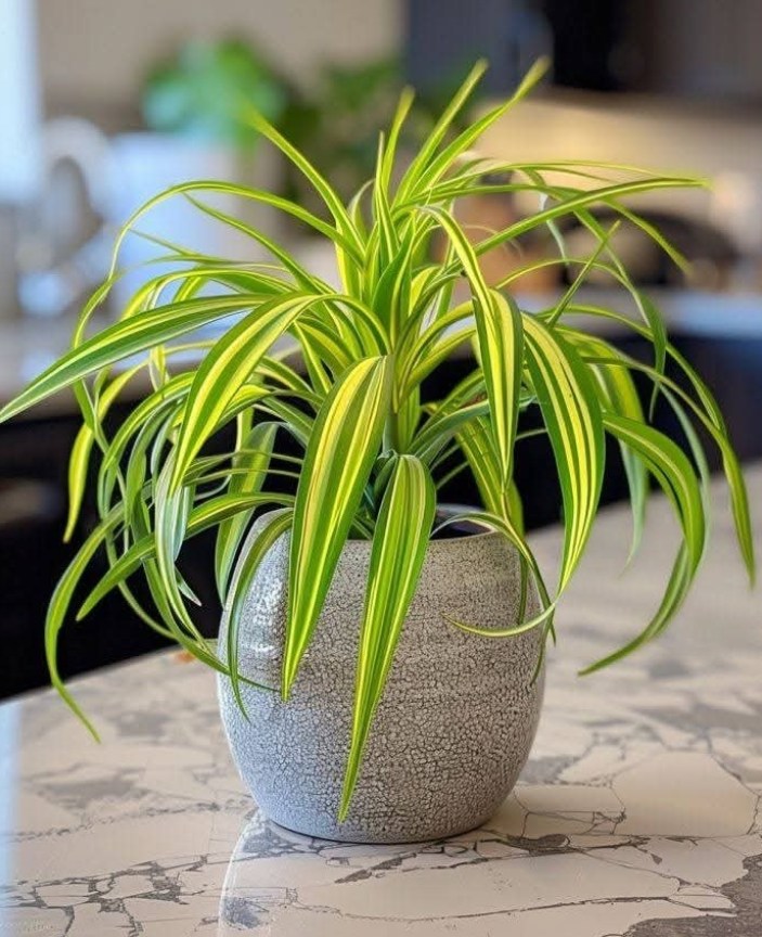 “The Secret to Lush Spider Plants: 7 Proven Tips for a Fuller, Healthier Look”