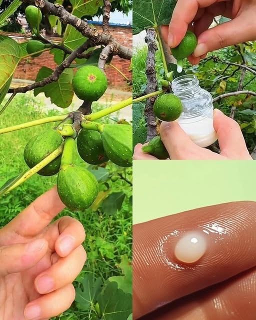The Incredible Benefits of Fig Sapple: A Gift of Nature for Well-being