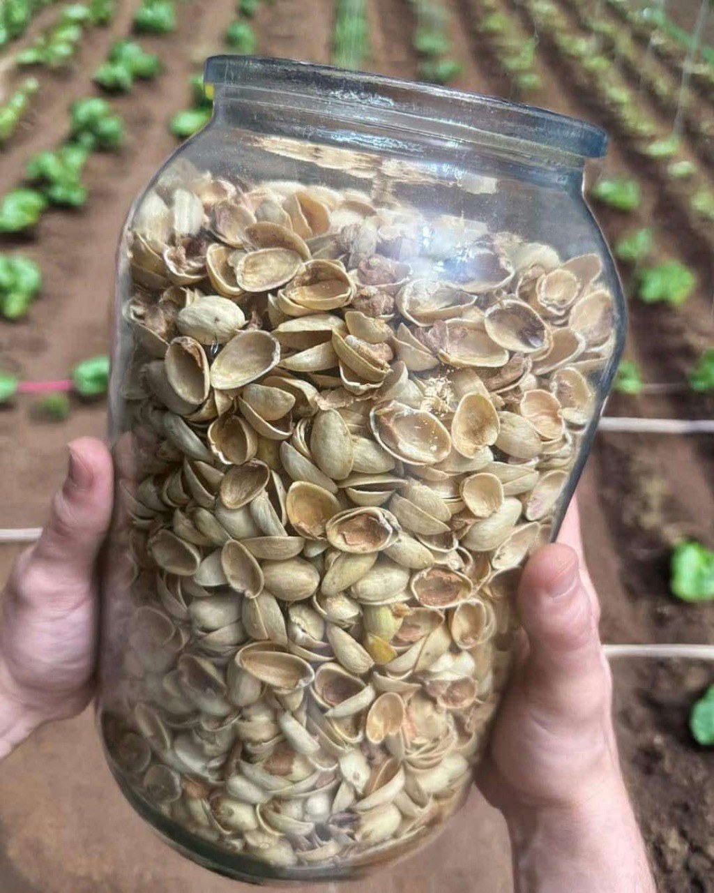 How to Reuse Pistachio Shells: Creative Recycling Ideas for Your Home