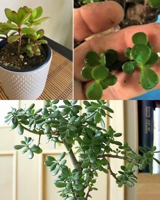 Jade Tree Care Needed to Make It Eternal