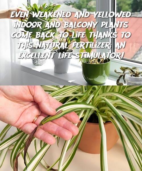 Even weakened and yellowed indoor and balcony plants come back to life thanks to this natural fertilizer: an excellent life stimulator!