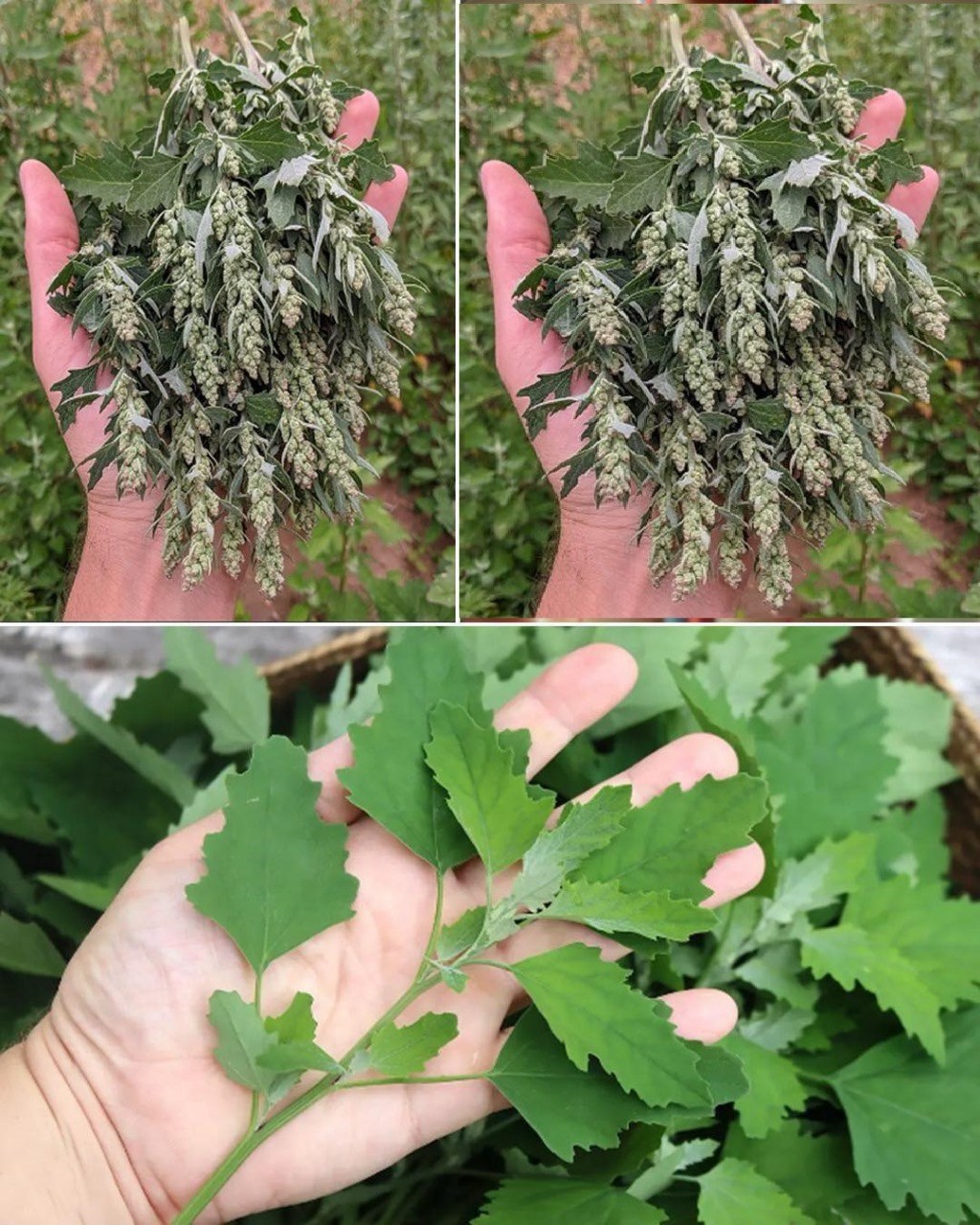 This plant is often found in every garden, but most people don’t know the power of this plant.