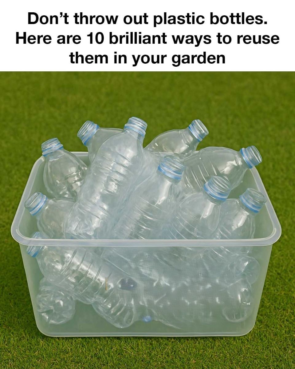 Don’t Throw Out Plastic Bottles. Here Are 10 Brilliant Ways to Reuse Them in Your Garden