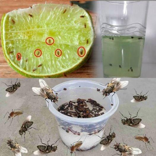 Drive Away Flies, Mosquitoes, and Cockroaches in Under 10 Minutes: The Natural, Chemical-Free Solution