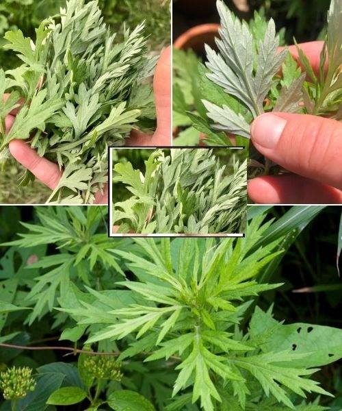Mugwort (Artemisia vulgaris): 20 Powerful Benefits and Expert Tips for Use