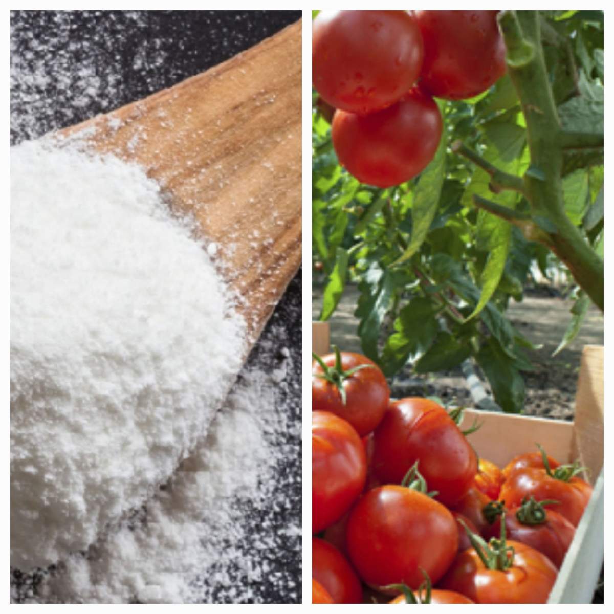 Baking Soda: A Gardener’s Best Friend – 10 Ingenious Uses
