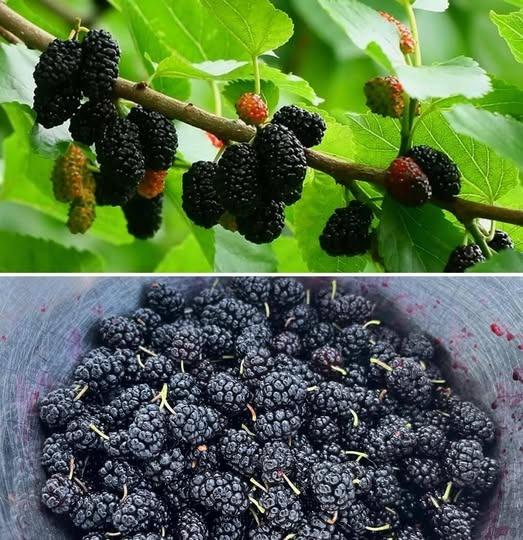 Black mulberry: regulates blood pressure, improves vision, prevents cancer and relieves headaches