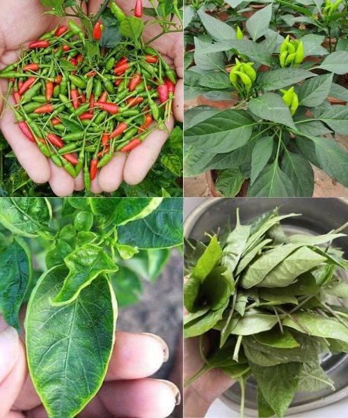 Everyone Loves Chili Peppers, but Most Underrate the Power of Their Leaves!