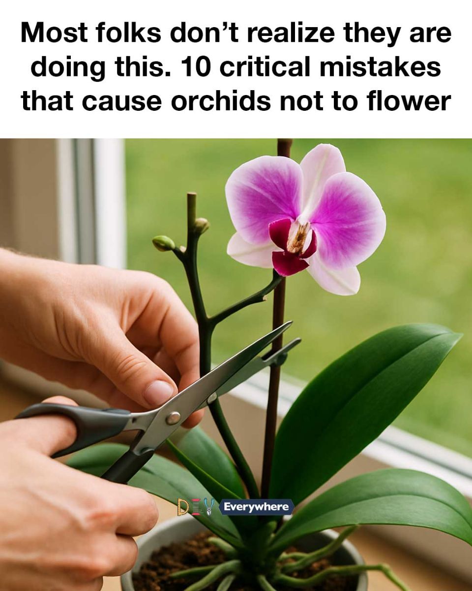 Most folks don’t realize they are doing this. 10 critical mistakes that cause orchids not to flower