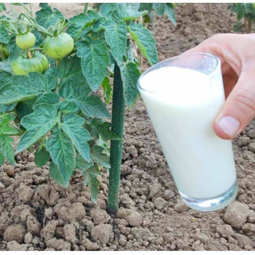 Give milk to cucumbers and tomatoes. They will produce a record harvest