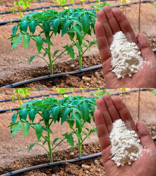 Baking Soda Is a Gardener’s Best Friend: Here Are 10 Clever Ways to Use It in Your Garden