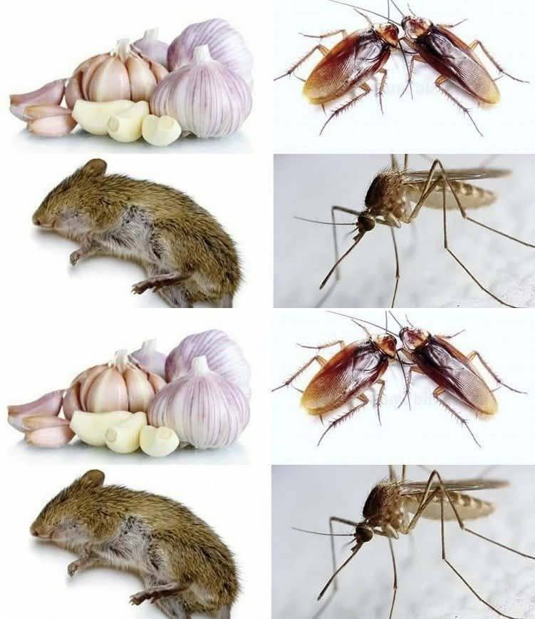 How to keep rats and insects away from the house with garlic?