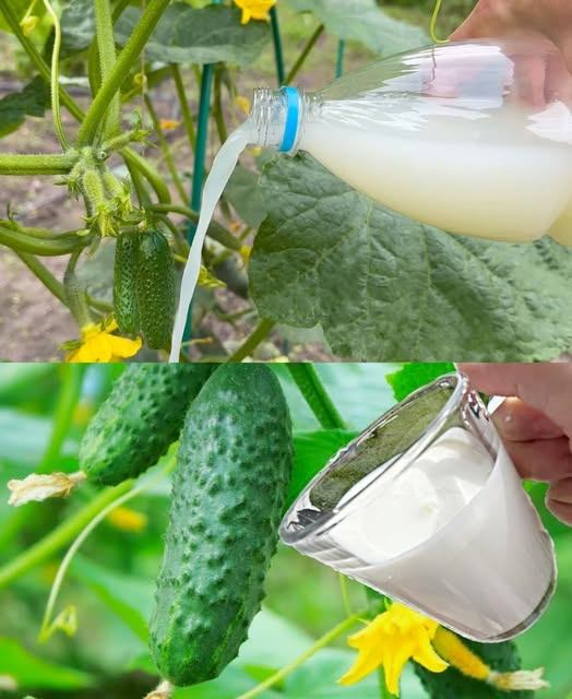 Simply water your cucumbers three times with this economical fertilizer to harvest whole boxes!