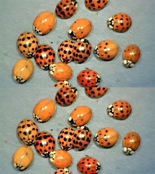 Here’s what it means to encounter a yellow ladybug