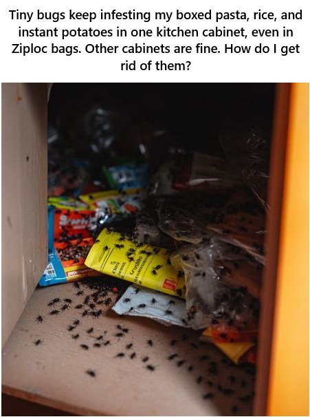 Tiny bugs keep infesting my boxed pasta, rice, and instant potatoes in one kitchen cabinet, even in Ziploc bags. Other cabinets are fine. How do I get rid of them?