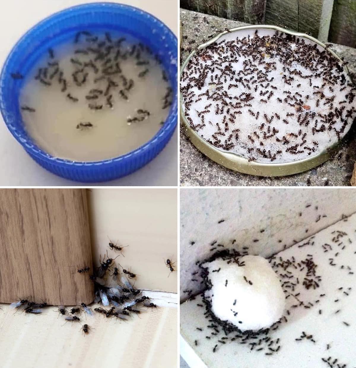 How to Get Rid of Ants Forever: 9 Infallible Tricks