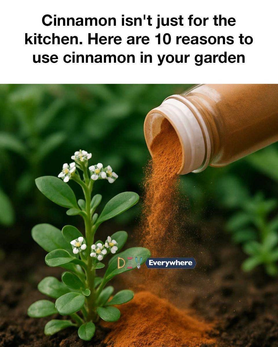 Cinnamon isn’t just for the kitchen. Here are 10 reasons to use cinnamon in your garden.