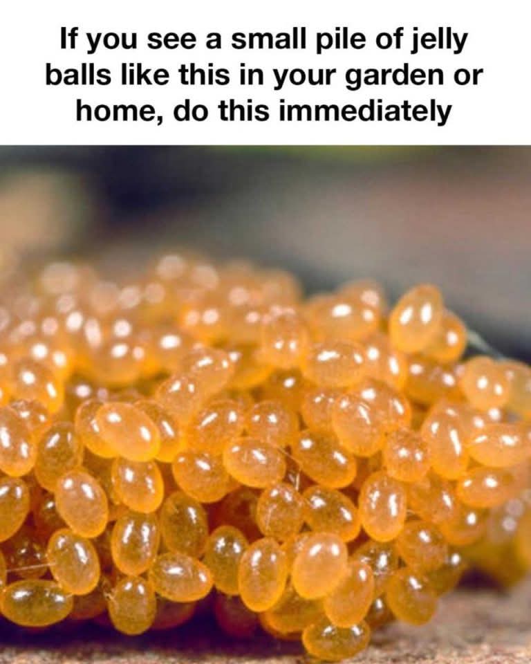 They look so harmless
