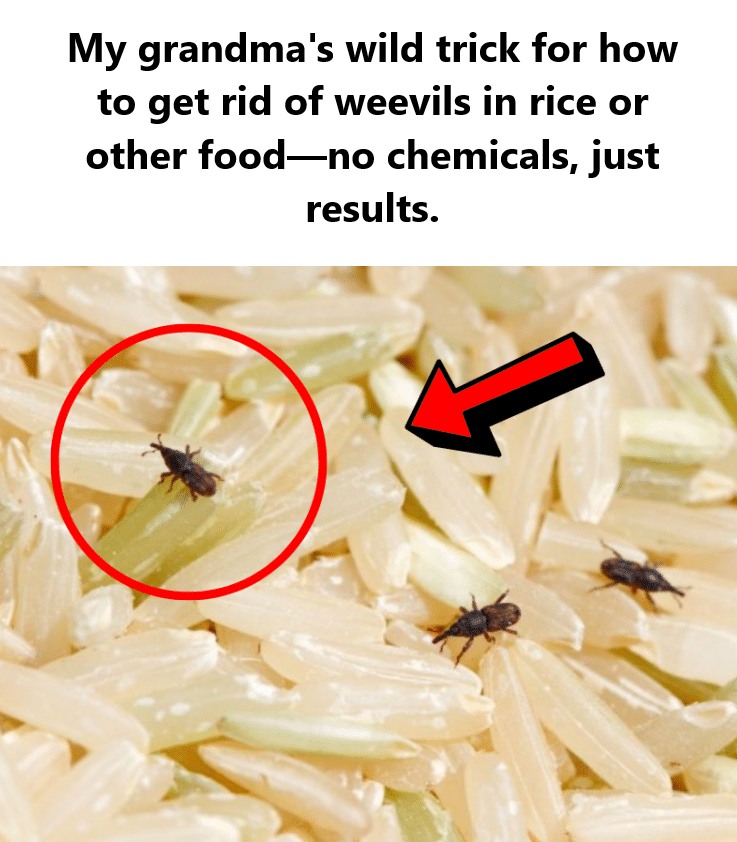 How to Get Rid of Weevils in Rice or Other Food