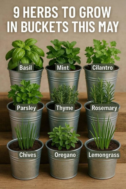 9 Herbs You Can Cultivate in Buckets This May