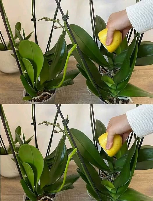 How to Grow Beautiful Flowering Orchids and Keep Them Healthy