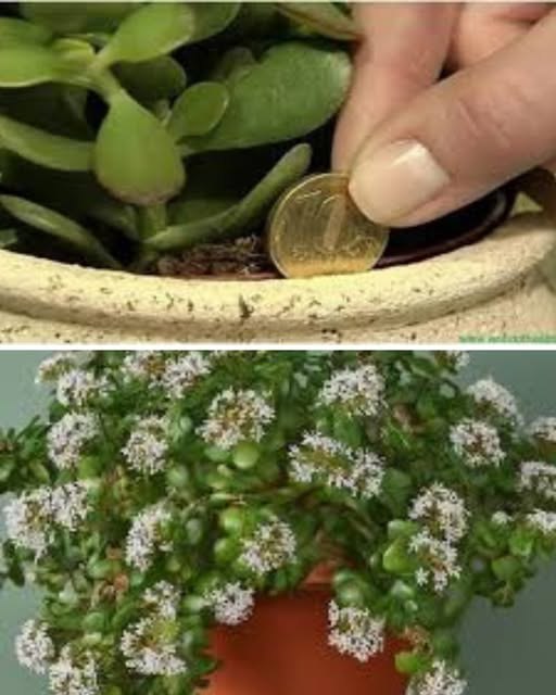 The Magical Powers of Basil: A Natural Magnet for Positive Energy at Home