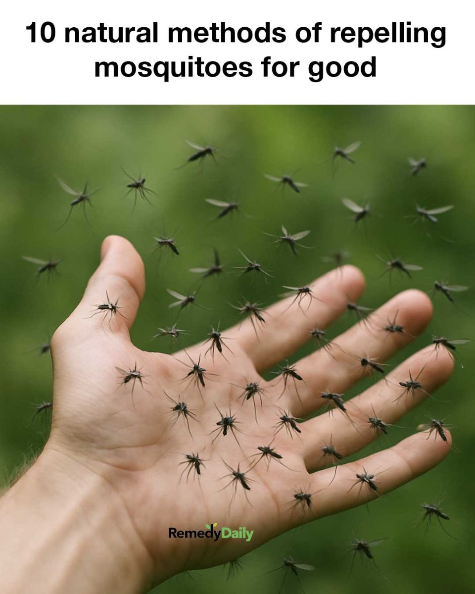 10 natural methods of repelling mosquitoes for good