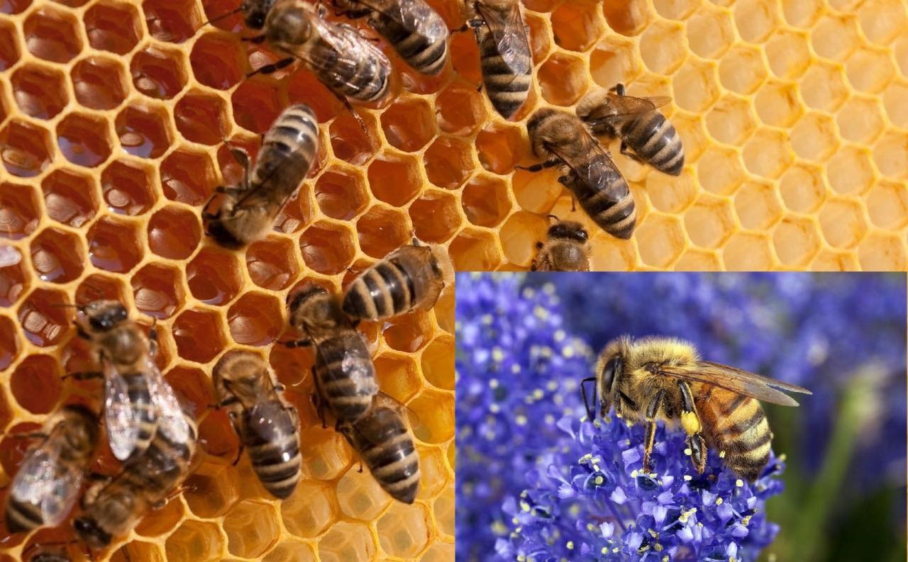 Top 10 Flowers That Feed Bees and Produce High-Quality Honey