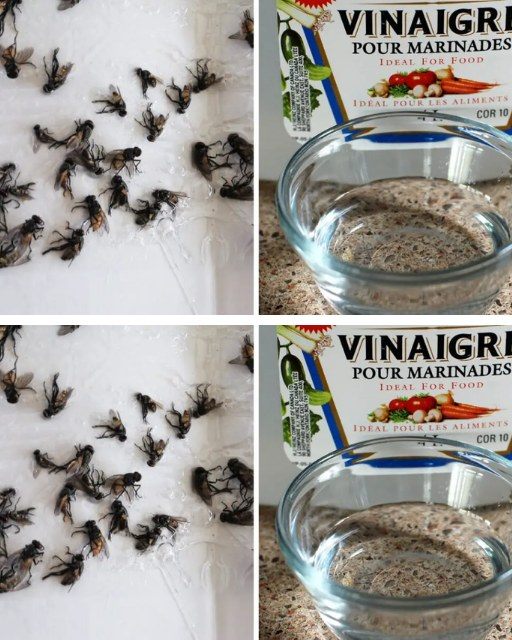 How to Scare Flies with Vinegar: Homemade Tricks to Scare Them Away