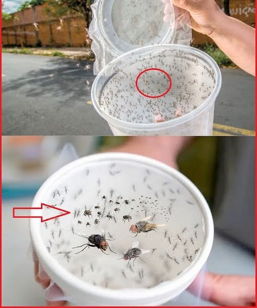 A Homemade Pest Repellent Made of Rice Vinegar