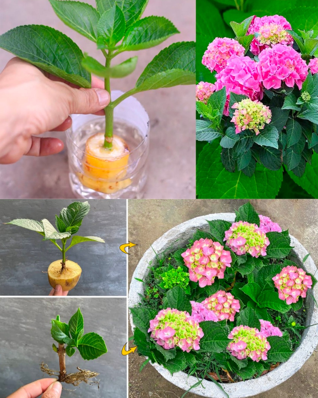 How to Cultivate Hydrangeas in Soil Using Stem Cuttings