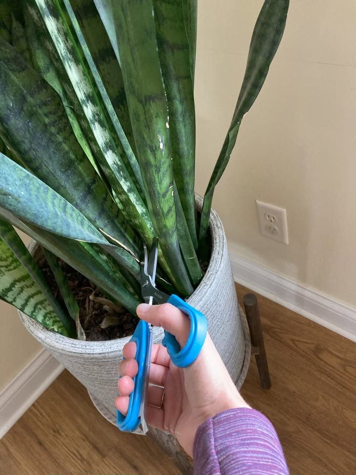 10 Things Every Snake Plant Owner Needs To Know