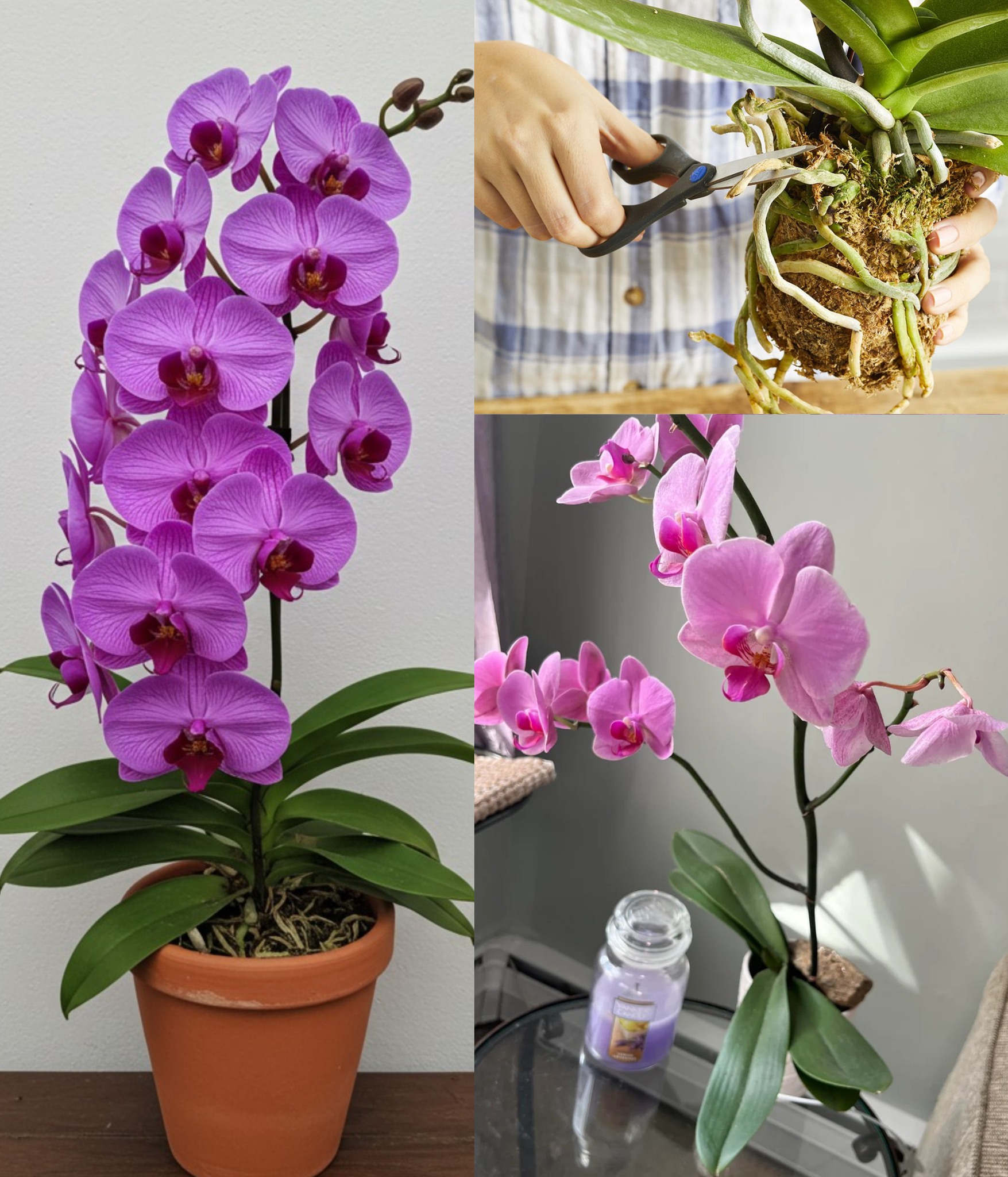 This Is How I Grow Orchids Roots Everywhere: Healthy Flower Stems & Natural Fertilizer for Blooming Flowers