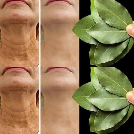 Bay Leaves: Nature’s Secret to Youthful, Wrinkle-Free Skin
