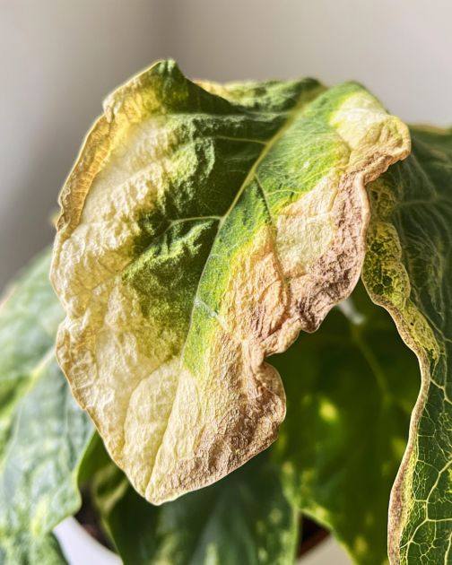 Most folks don’t realize. Here are 10 ways to keep your plants from wilting
