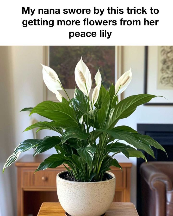 Mine could definitely flower more