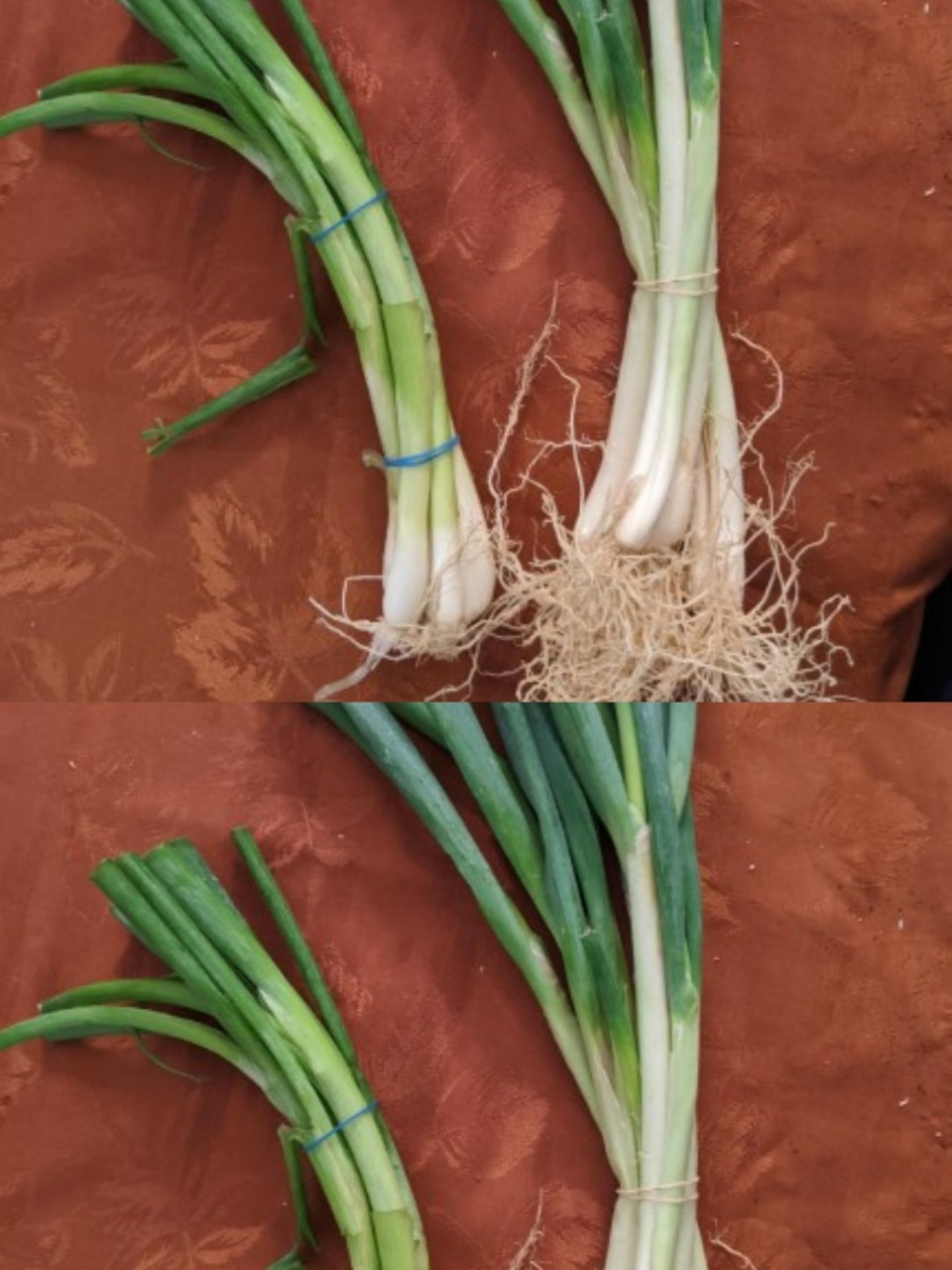 Green Onions vs. Scallions vs. Spring Onions vs. Chives: What’s the Difference?