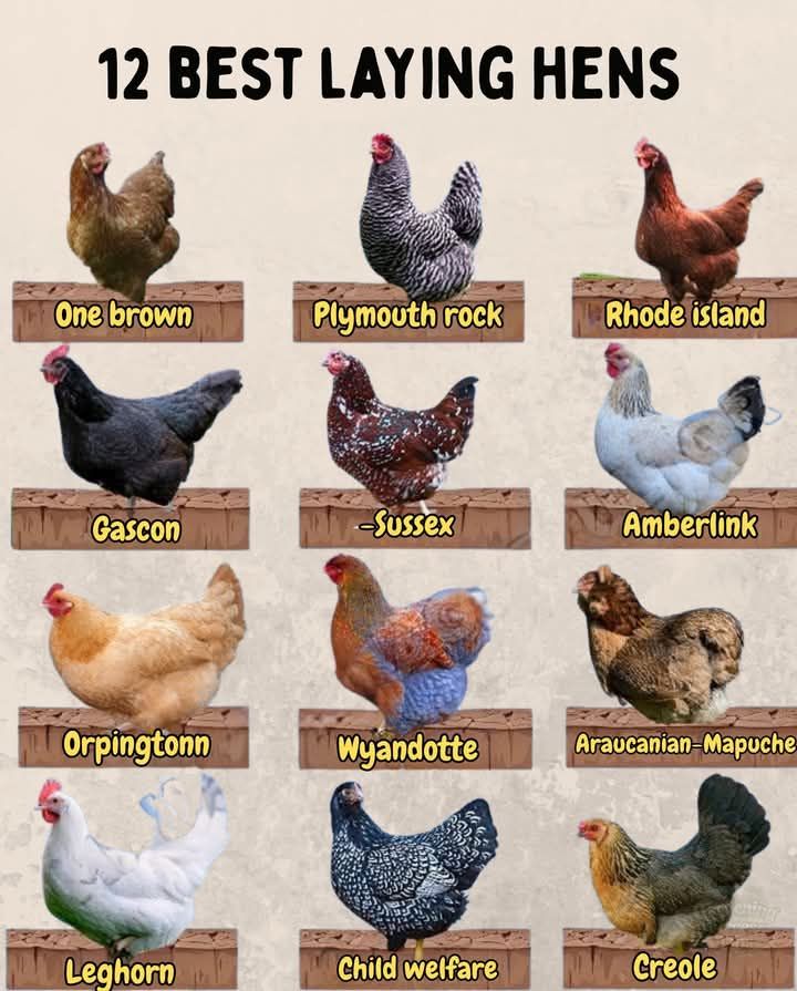 12 Common Laying Hen Breeds and Their Egg Production