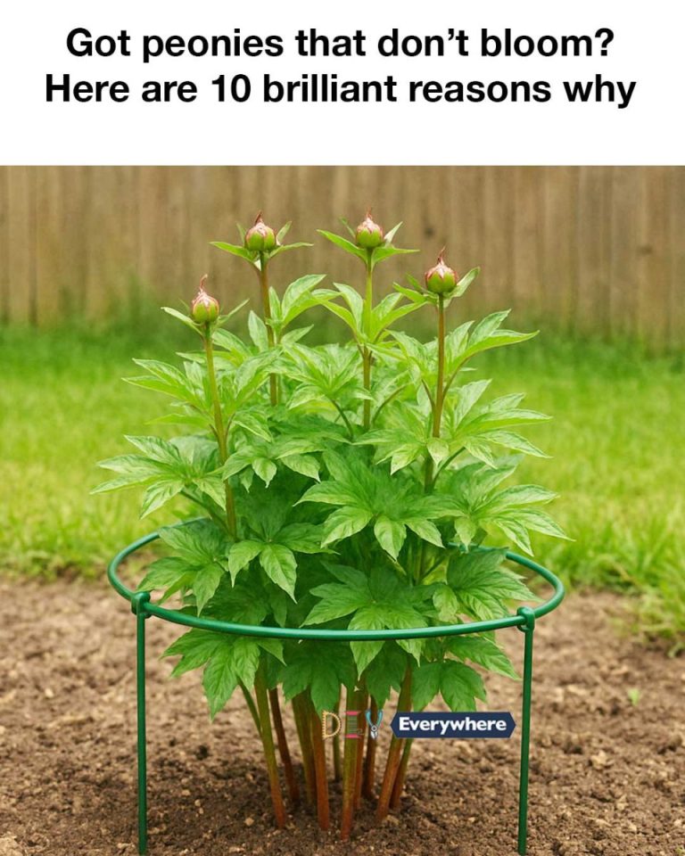 Got peonies that don’t bloom? Here are 10 brilliant reasons why