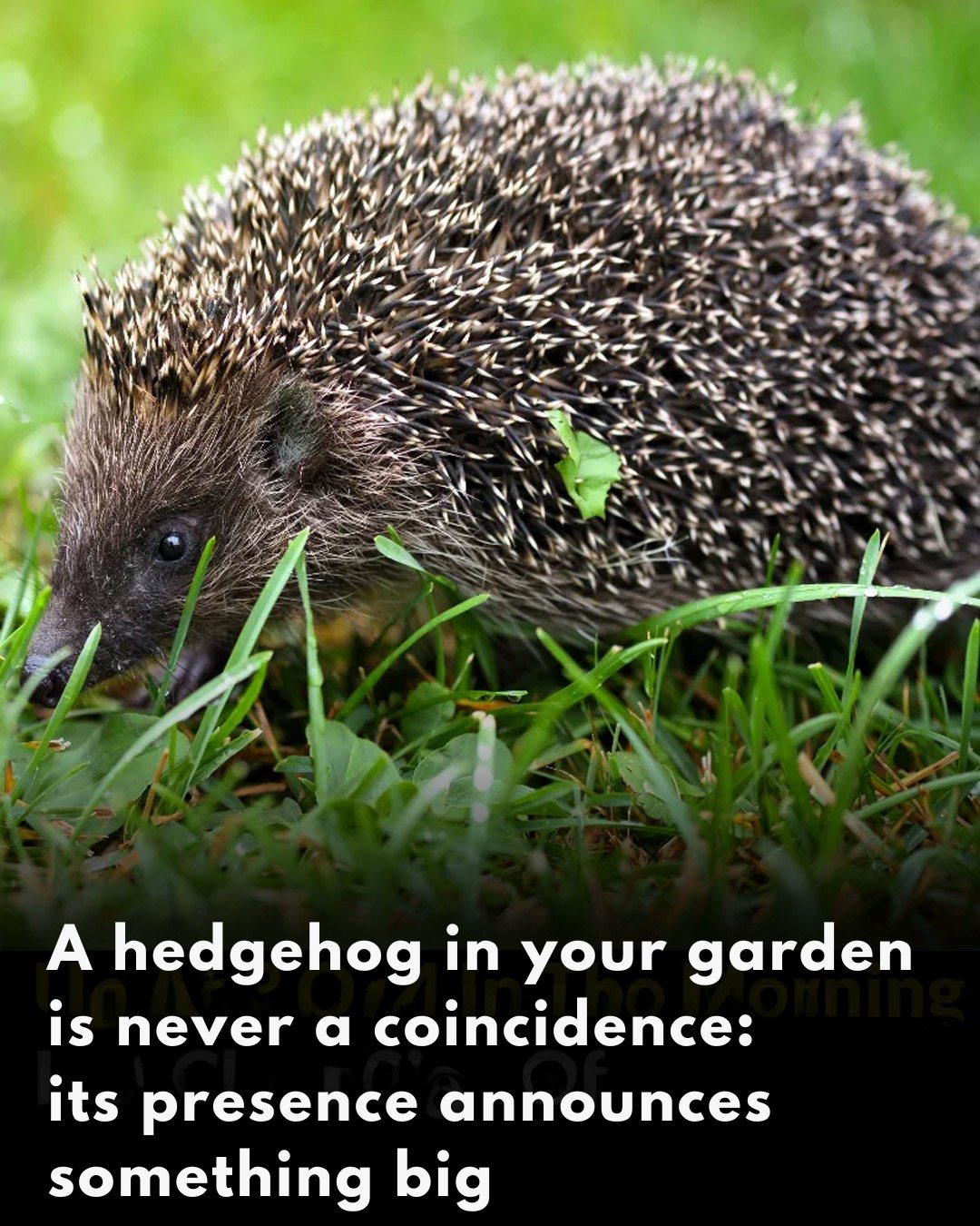 If a hedgehog crosses your garden, it is never trivial: it is the messenger of an important change