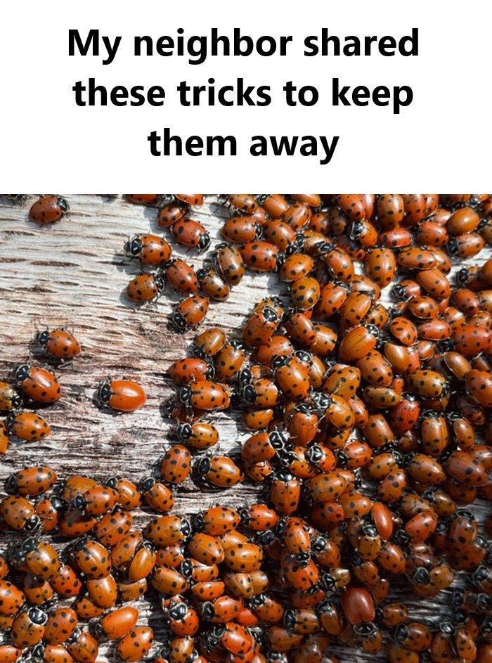 Why Do Ladybugs Come Inside and What Can You Do About It?