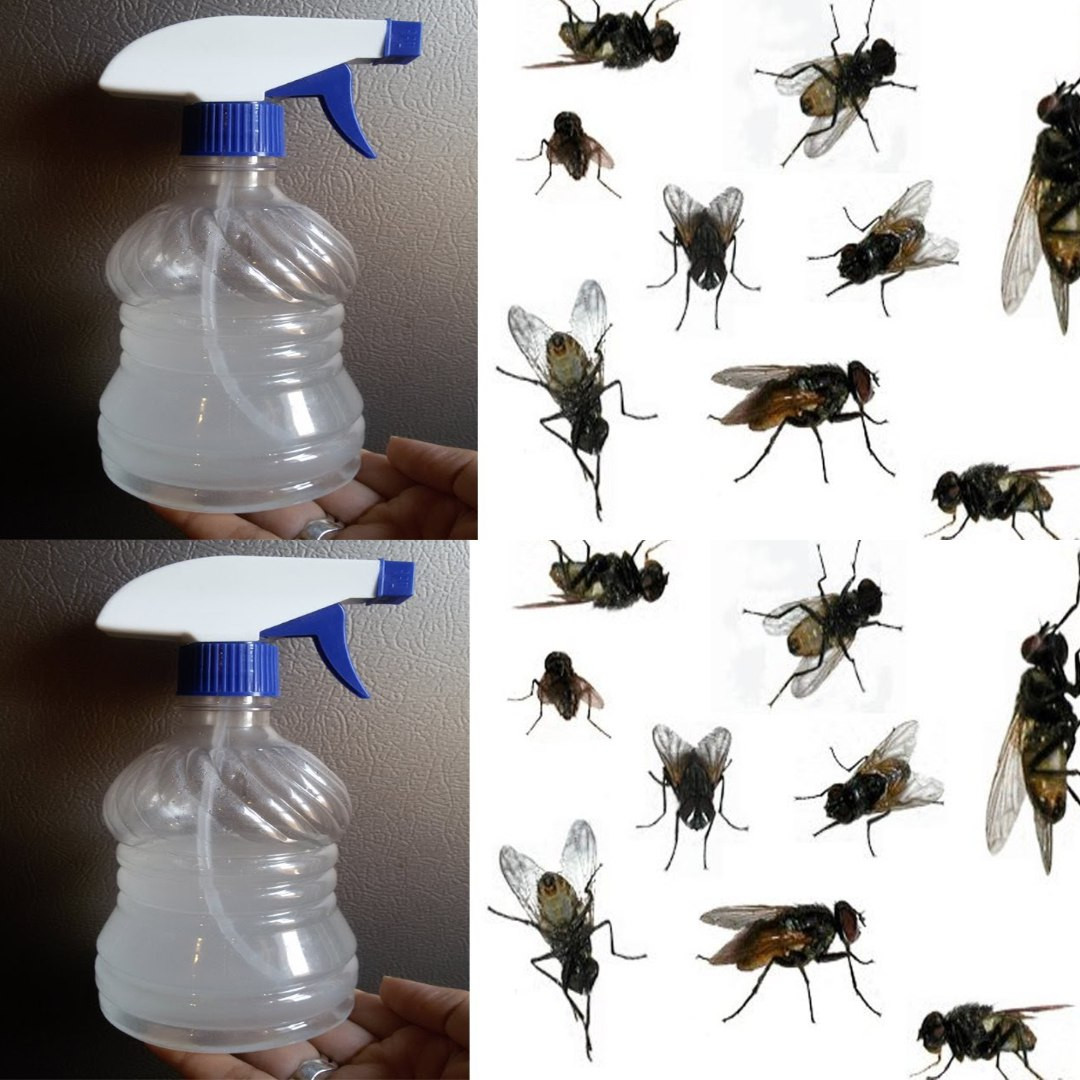 An old trick that gets rid of flies and cockroaches from your home