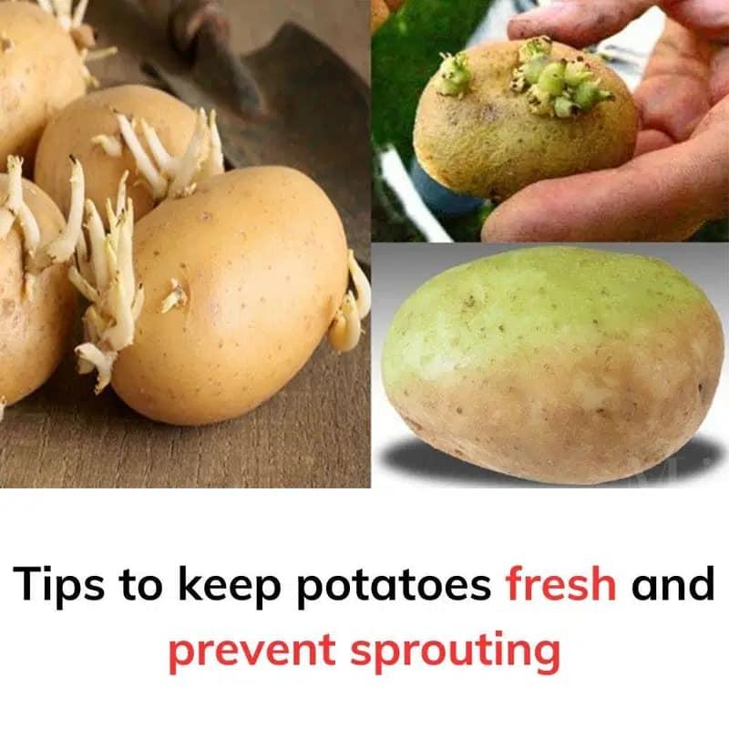 Tips to Keep Potatoes Fresh and Prevent Sprouting