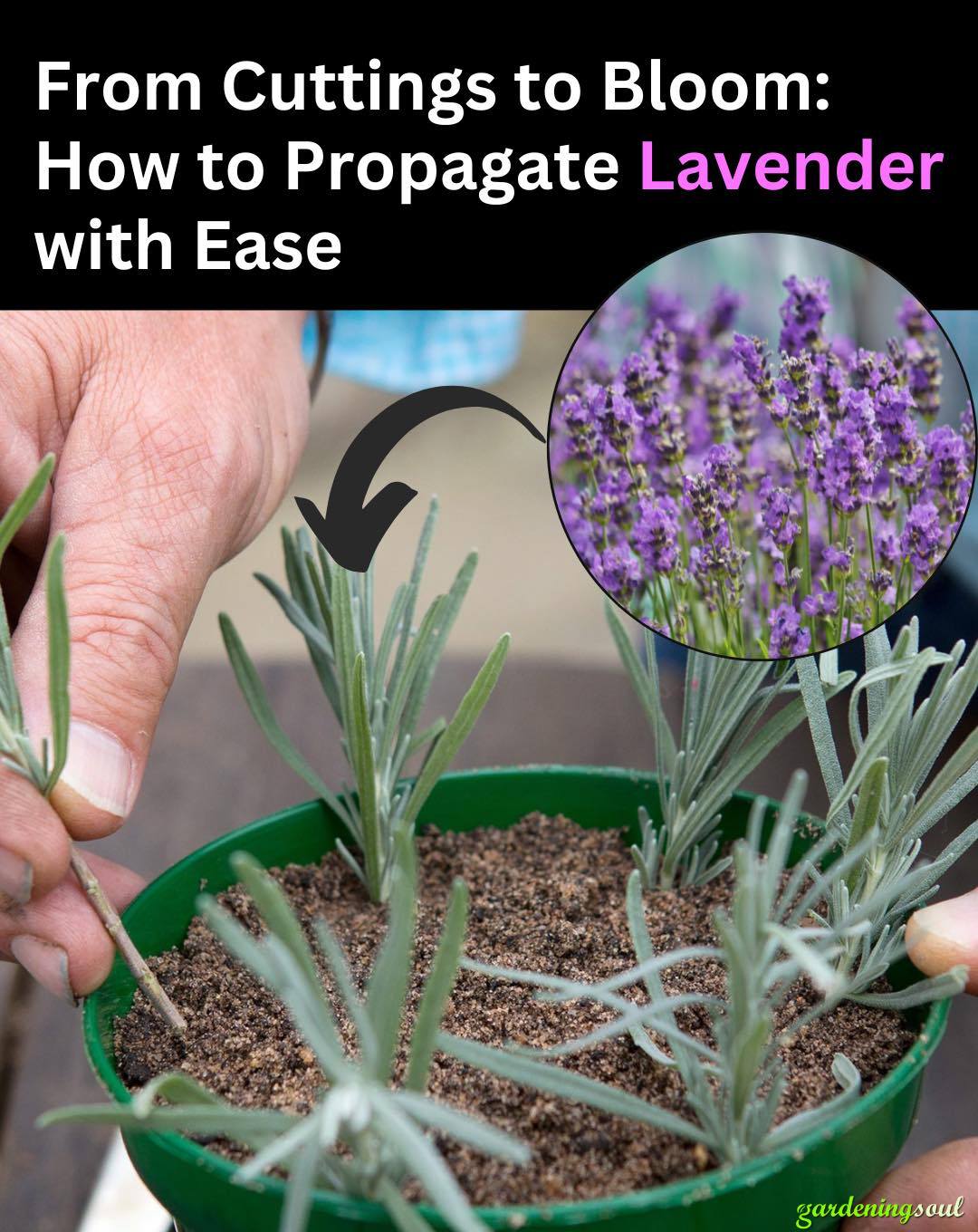 How To Grow Lavender From Cuttings