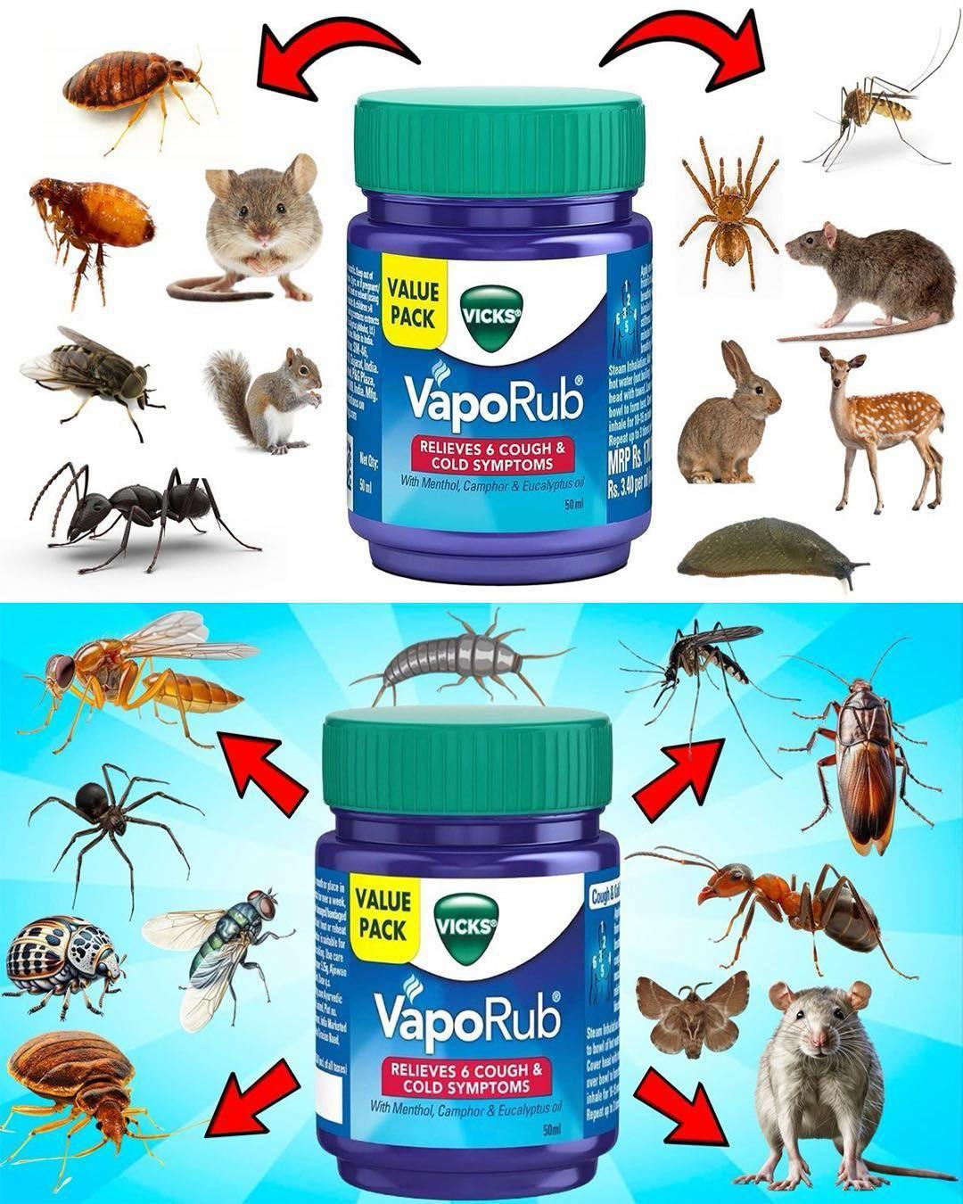 How to Eliminate Household Pests Using Vicks VapoRub