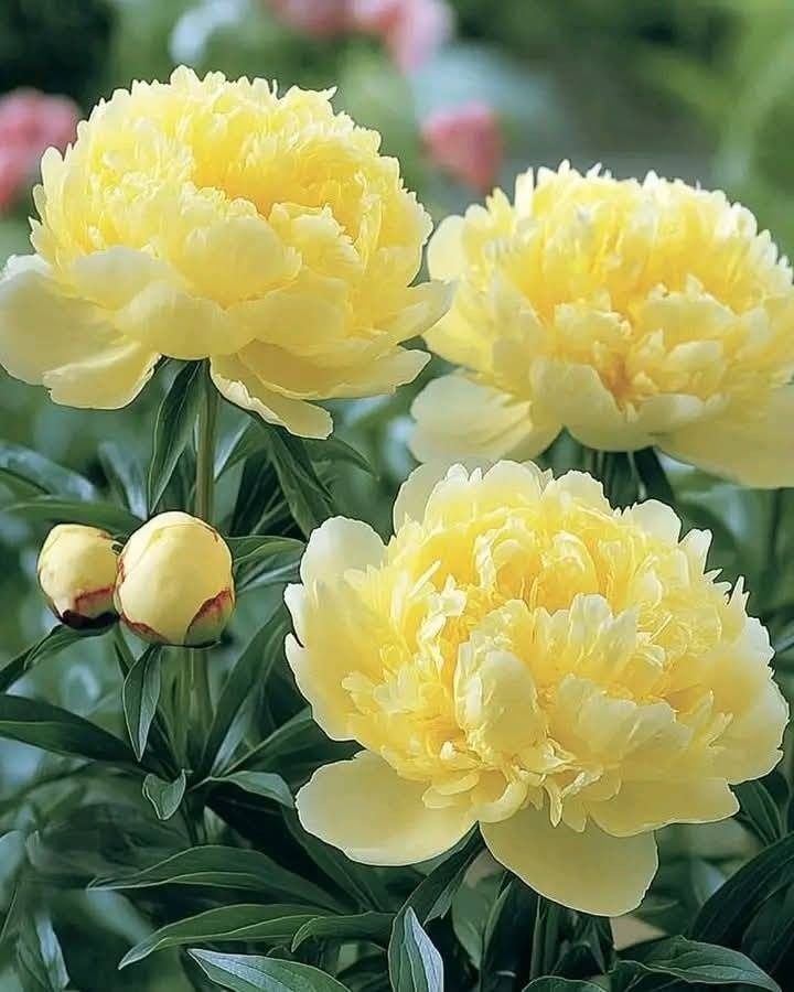 Yellow Peony (Paeonia lactiflora ‘Bartzella