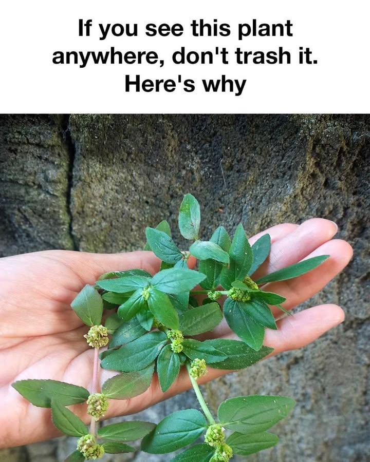 If you see this plant anywhere, don’t trash it. Here’s why