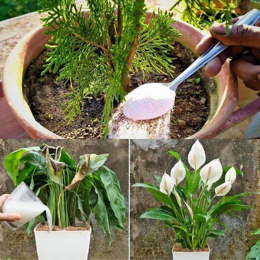 Accelerate the Growth of Your Balcony and Garden Plants